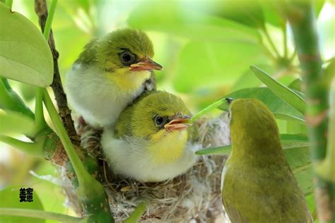 綠繡眼幼鳥